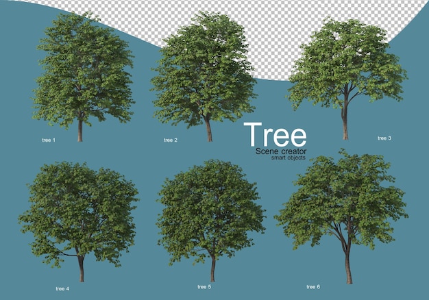disposizione di vari tipi di alberi in diversi colori