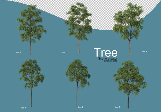 disposizione di vari tipi di alberi in diversi colori