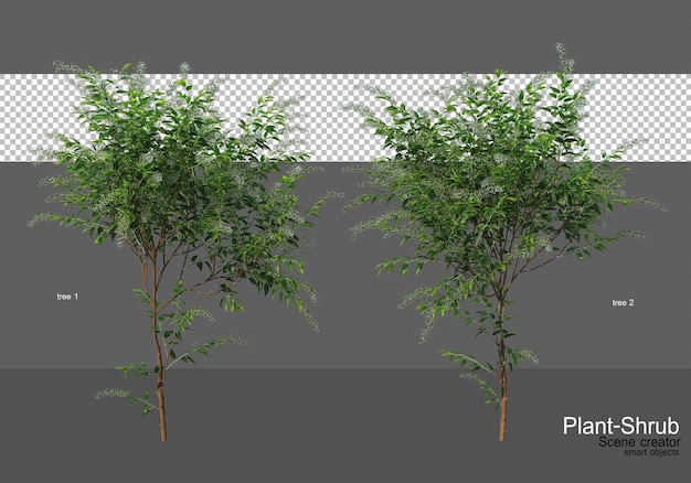 Divers arbres et arbustes