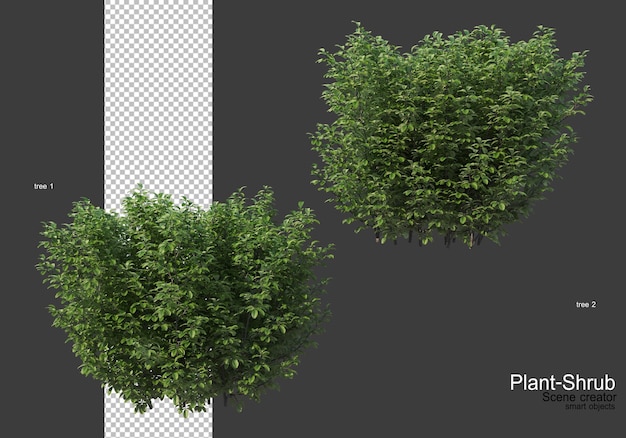 Divers arbres et arbustes