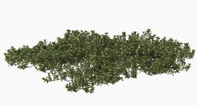 Divers buissons arbustes et petites plantes isolées