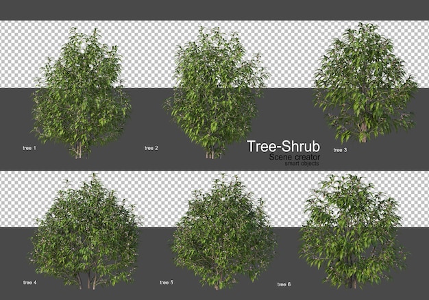 Divers grande variété d'arbres et d'arbustes