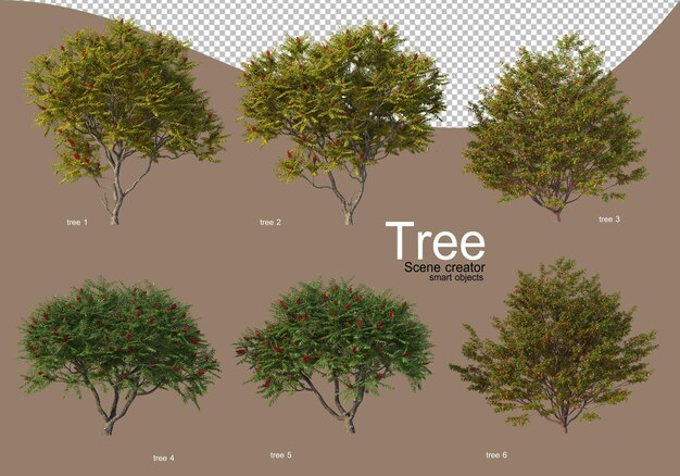 Divers Types D'arbres Pour Un Bel Aménagement Paysager