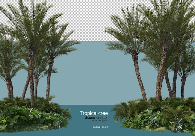 Divers Types D'arbres Tropicaux