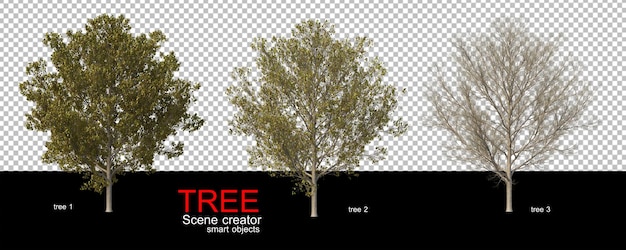 Divers Types D'arbres