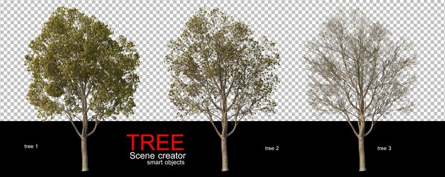 Divers Types D'arbres