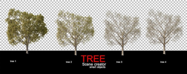 Divers Types D'arbres