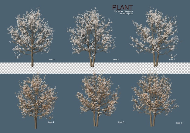 Divers Types D'arbres