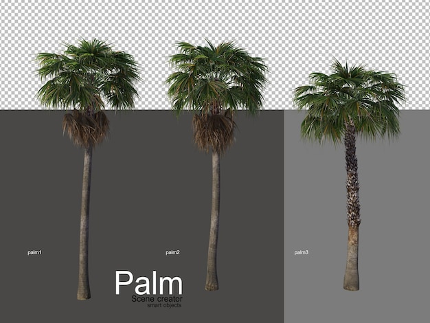 PSD divers types de palmiers