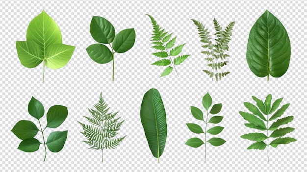 Una diversa colección de hojas verdes de varias formas y tamaños dispuestas cuidadosamente sobre un fondo transparente para uso gráfico