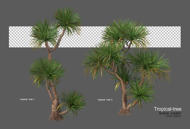 Diversi tipi di alberi tropicali