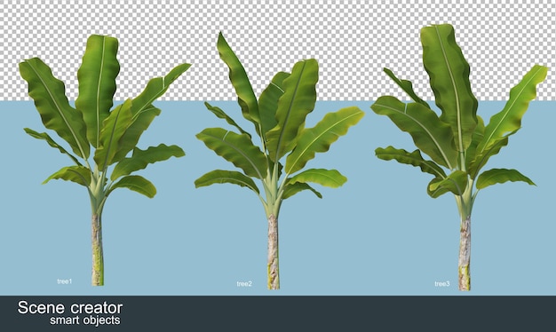 Diversi tipi di banana tree rendering 3D