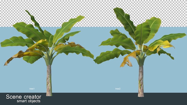 Diversi tipi di banana tree rendering 3D