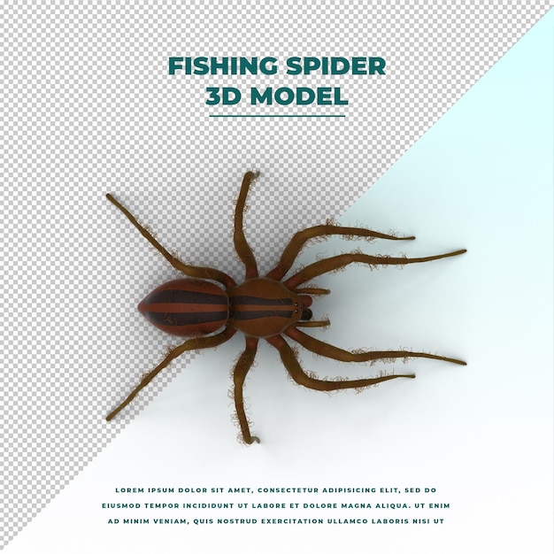 Dolomedes-Fischerspinne