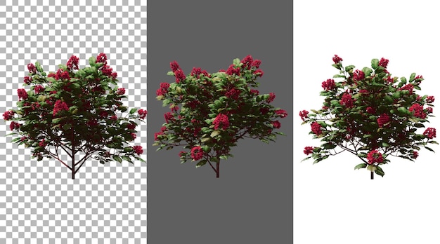 Dombeya Seminole tree png rendering 3D trasparente