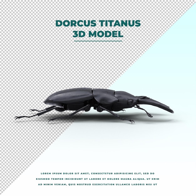 PSD dorcus titanus