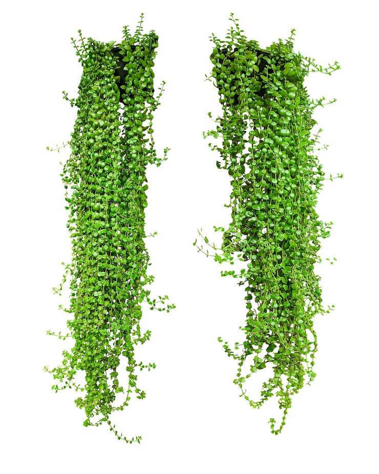 PSD dos exuberantes plantas verdes traseras dos plantas un vibrante fondo verde abstracto con un borde floral