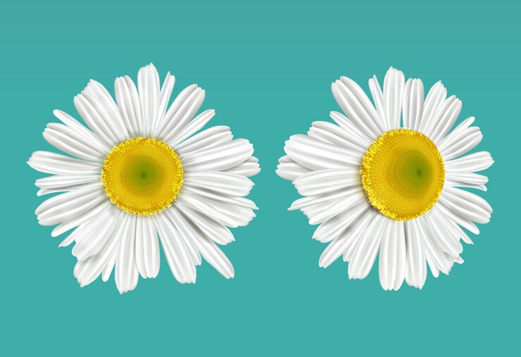 dos flores de margarita