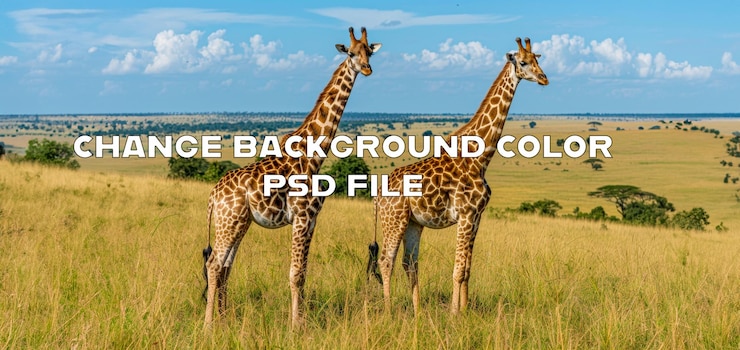PSD dos jirafas en un paisaje africano brumoso al amanecer
