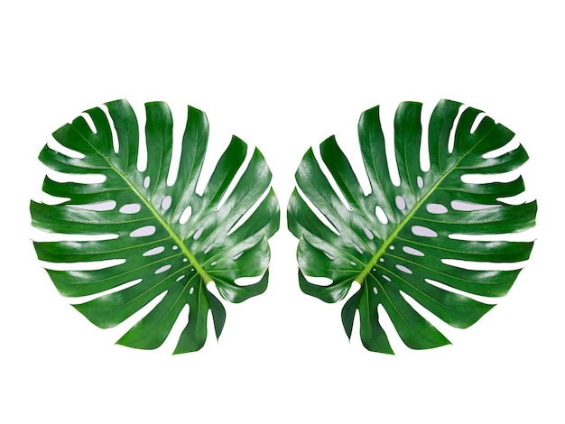 Dos junglas tropicales Monstera hojas aisladas Queso suizo Planta de fondo transparente