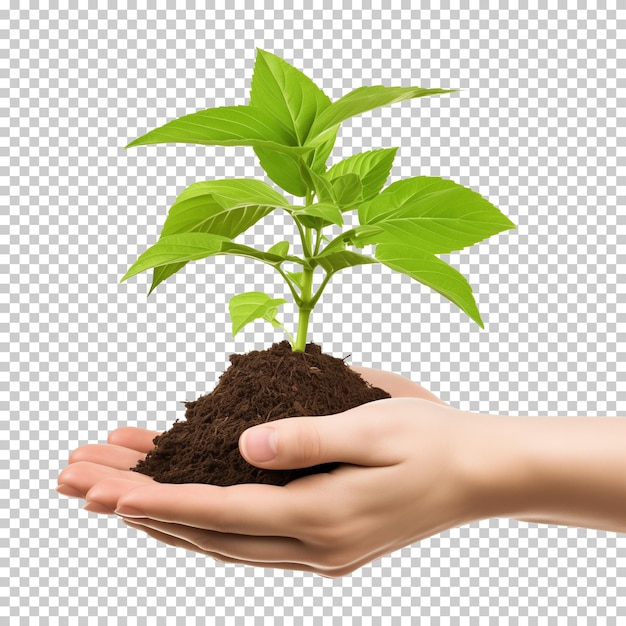 PSD dos manos sosteniendo una planta aislada en un fondo transparente