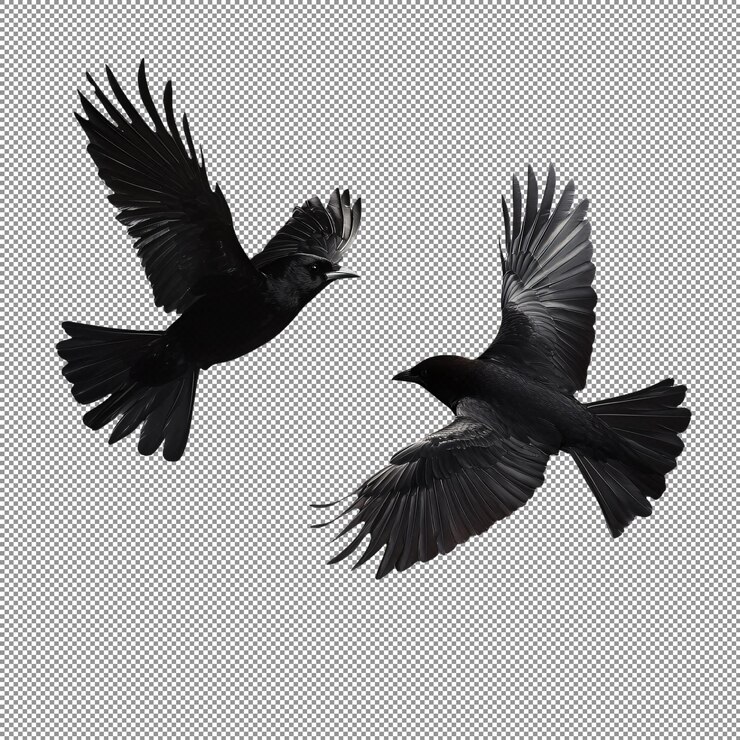 PSD dos merlos en vuelo
