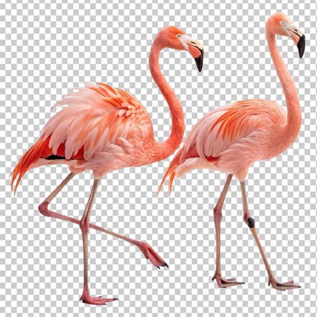 dos pájaros flamencos en un fondo transparente