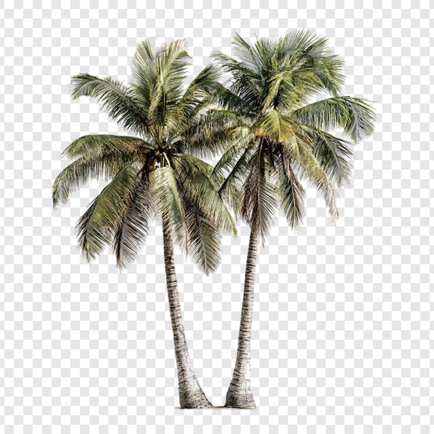 Dos palmeras en una playa tropical