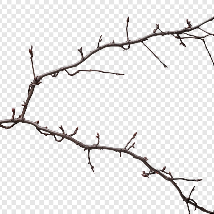 PSD dos ramas desnudas con pequeños brotes una escena de primavera naturaleza ramas botánica fondo aislado
