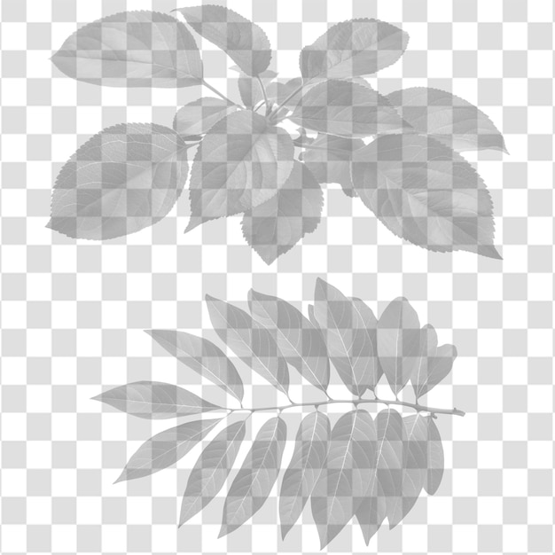 Dos sombras de racimos de hojas de manzanas de crema aisladas en un fondo transparente