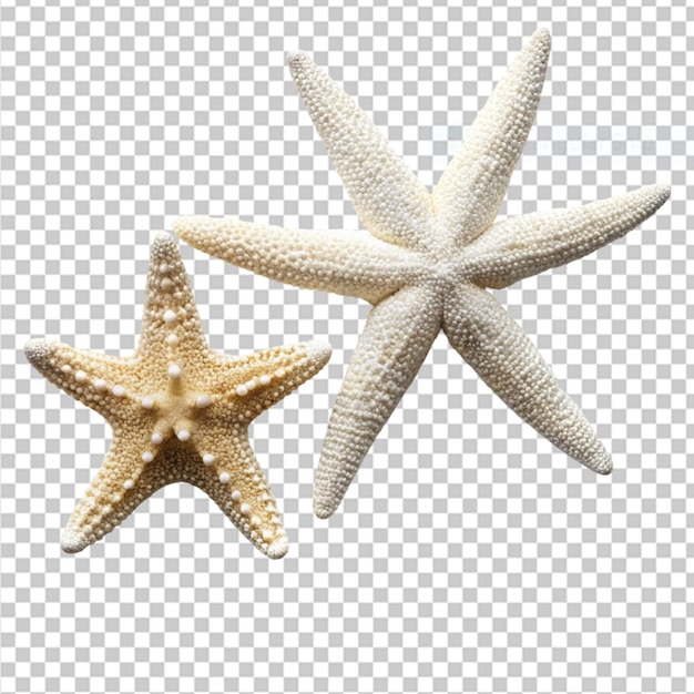 PSD dos tipos diferentes de estrellas de mar blancas en un fondo transparente