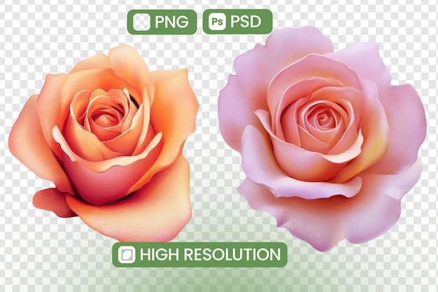 Download HighResolution PNG e PSD Imagens de Duas Rosas Pêssego e Rosa Perfeito para projetos de design Recursos gráficos Arte digital e temas florais Inspirando beleza e elegância