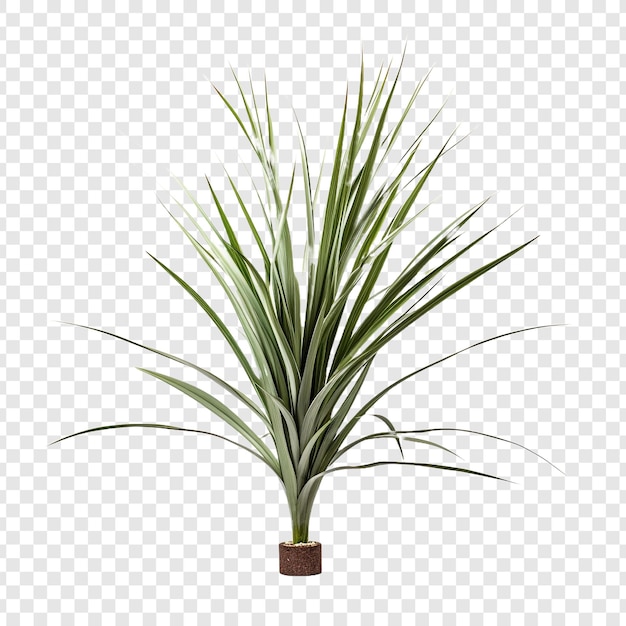 PSD dracaena marginata blume png isoliert auf transparentem hintergrund