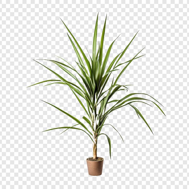 Dracaena marginata blume png isoliert auf transparentem hintergrund