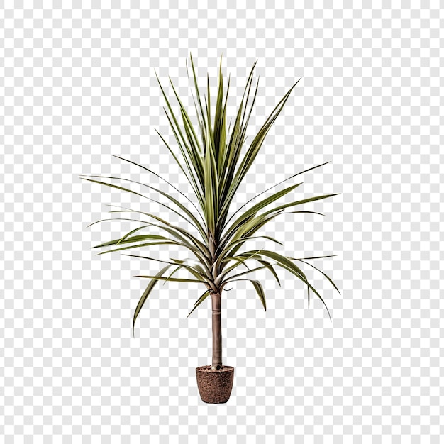 PSD dracaena marginata fleur png isolé sur fond transparent