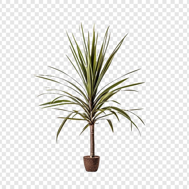 PSD dracaena marginata flor png isolada em fundo transparente