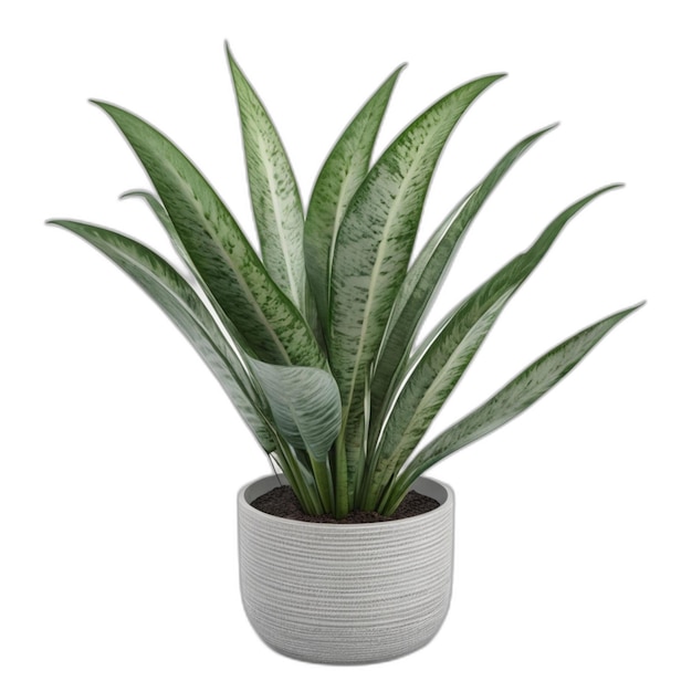 PSD dracaena trifasciata pflanze psd auf weißem hintergrund