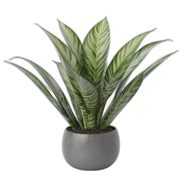 PSD dracaena trifasciata planta psd em fundo branco