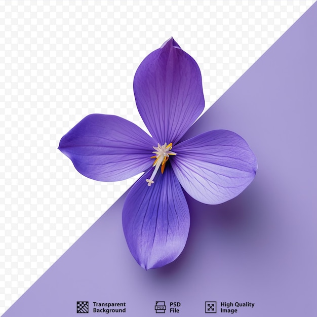 PSD draufsicht schöne einzelne violette blütenblüte einzeln auf violettem, isoliertem hintergrund für archivfotos oder design-flora-sommergartenpflanzen