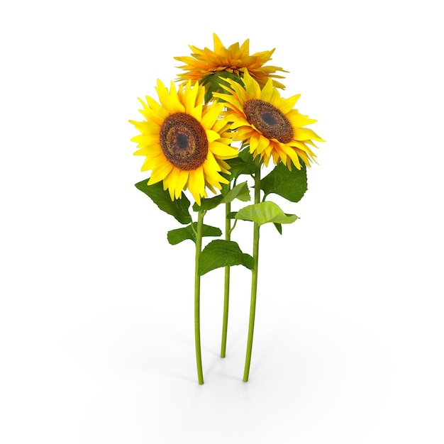 Drei lebendige Sonnenblumen mit großen gelben Blütenblättern und einem dunkelbraunen Mittelpunkt stehen hoch