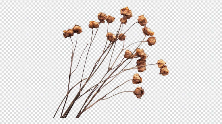 PSD dried flowers with delicate petals arranged in an artistic cluster against a transparent background