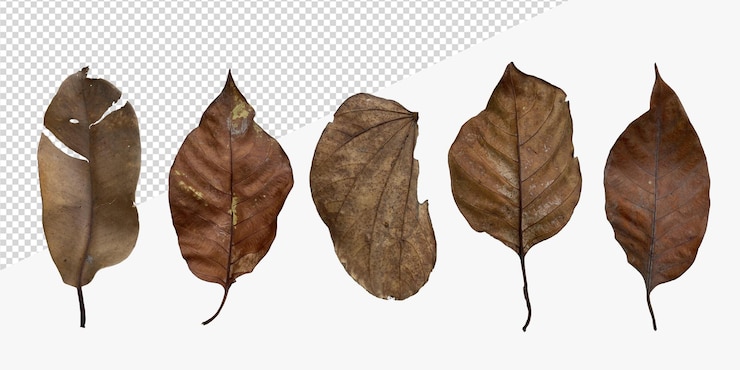 PSD dried leaves collection