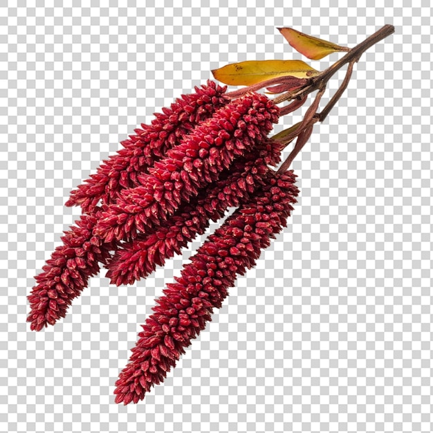 Drupa de semillas de plantas de especias de Staghorn sumac aislada sobre un fondo transparente