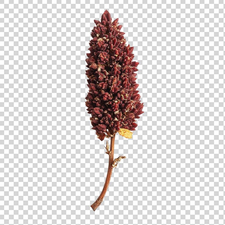 PSD drupa de semillas de plantas de especias de staghorn sumac aislada sobre un fondo transparente