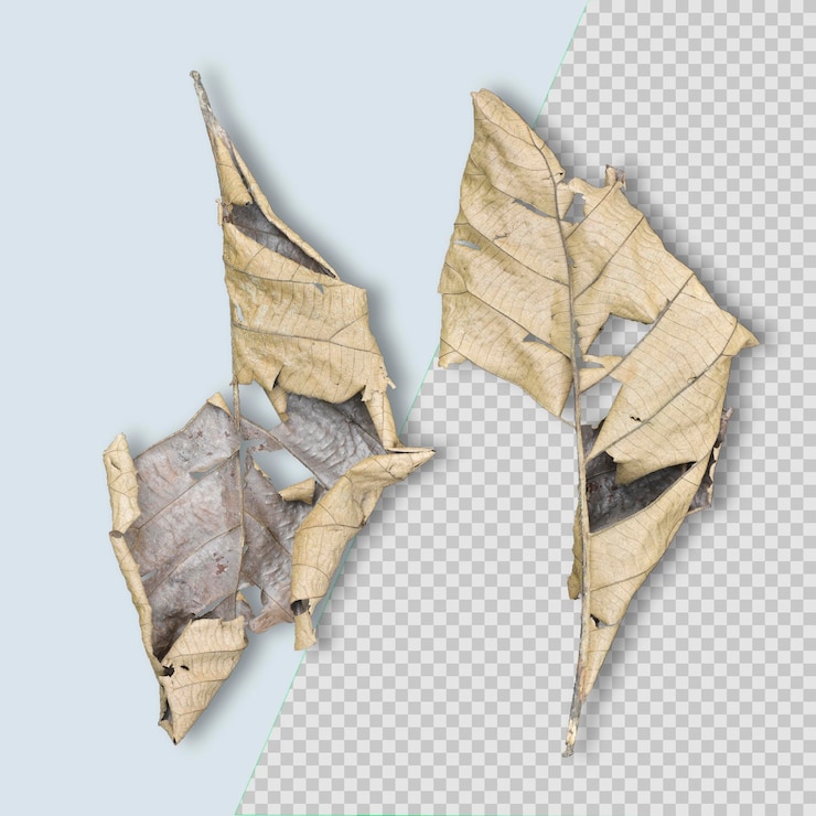 PSD dry brown dead leave isolated psd