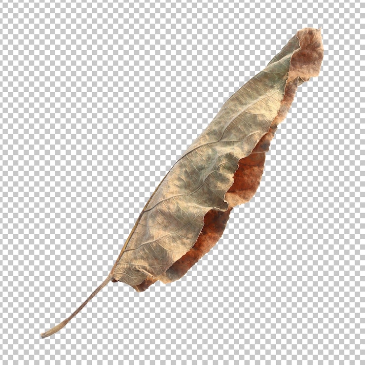 PSD dry brown ficus hispida leaf isolated rendering