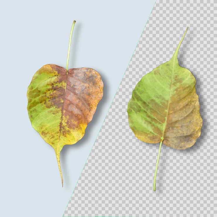 PSD dry dead leave isolated psd