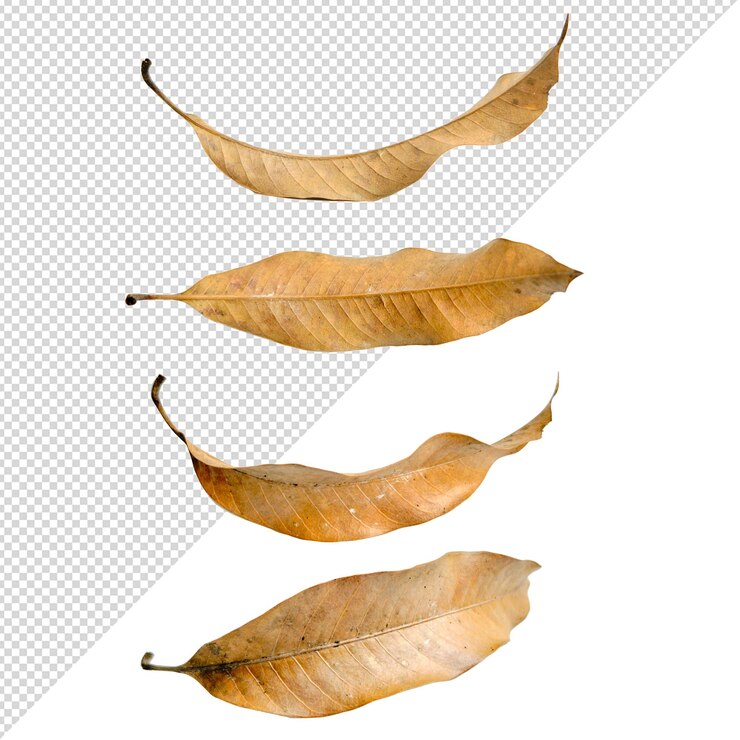 PSD dry leaves transparent background
