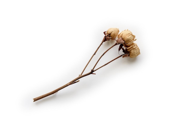 PSD dry rose flowers on transparent background