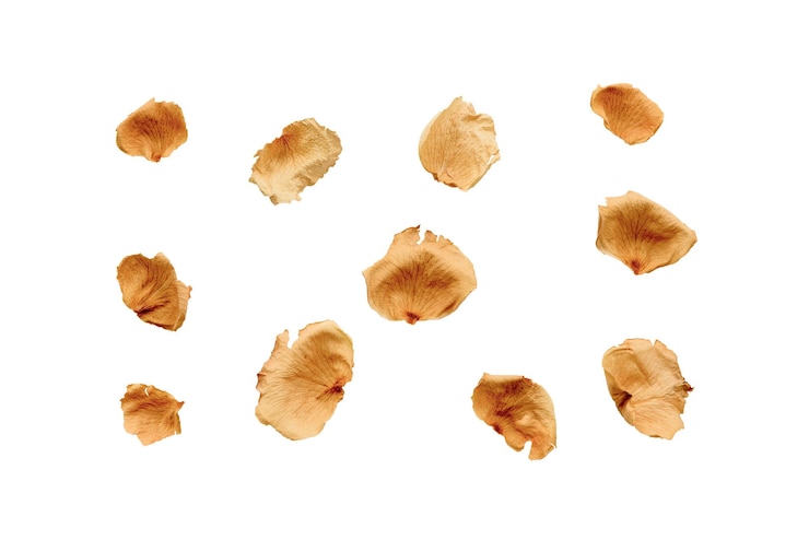 PSD dry rose petals on transparent background for insertion